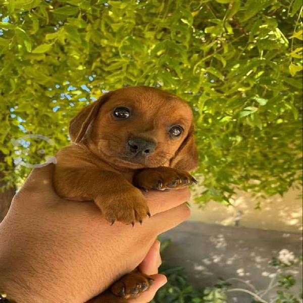 Perritos salchicha dachshund